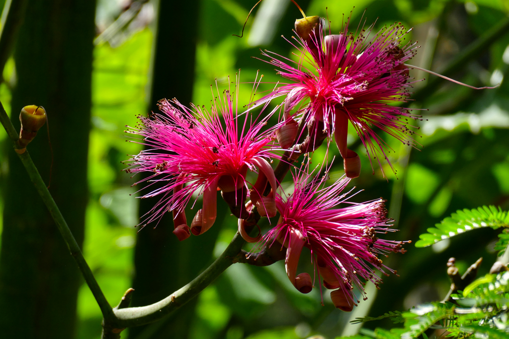 Calliandra eriophylla, commonly known as fairy duster