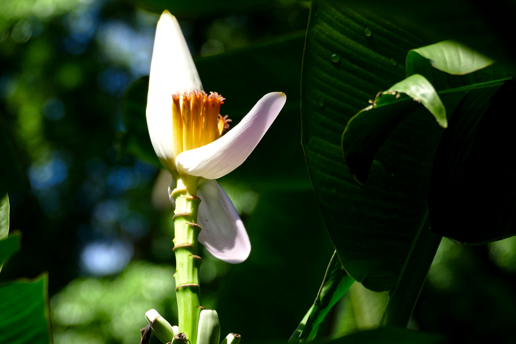 Musa Ornata aka Flowering Banana