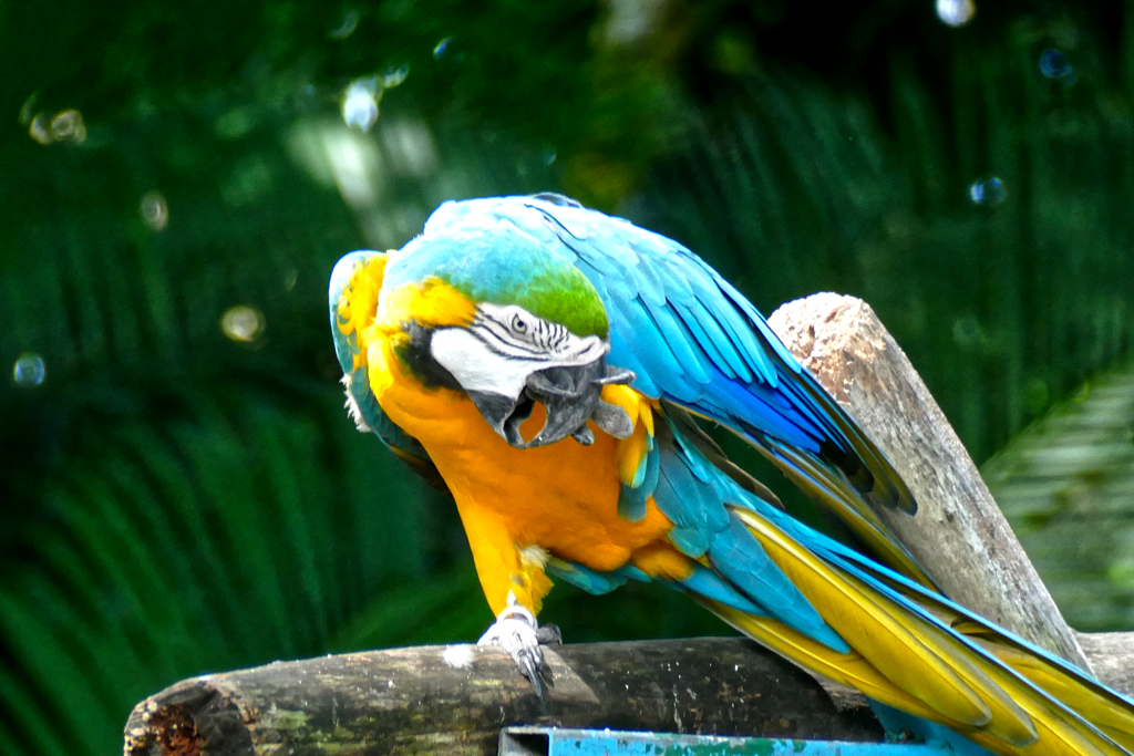  Blue-and-yellow Macaw