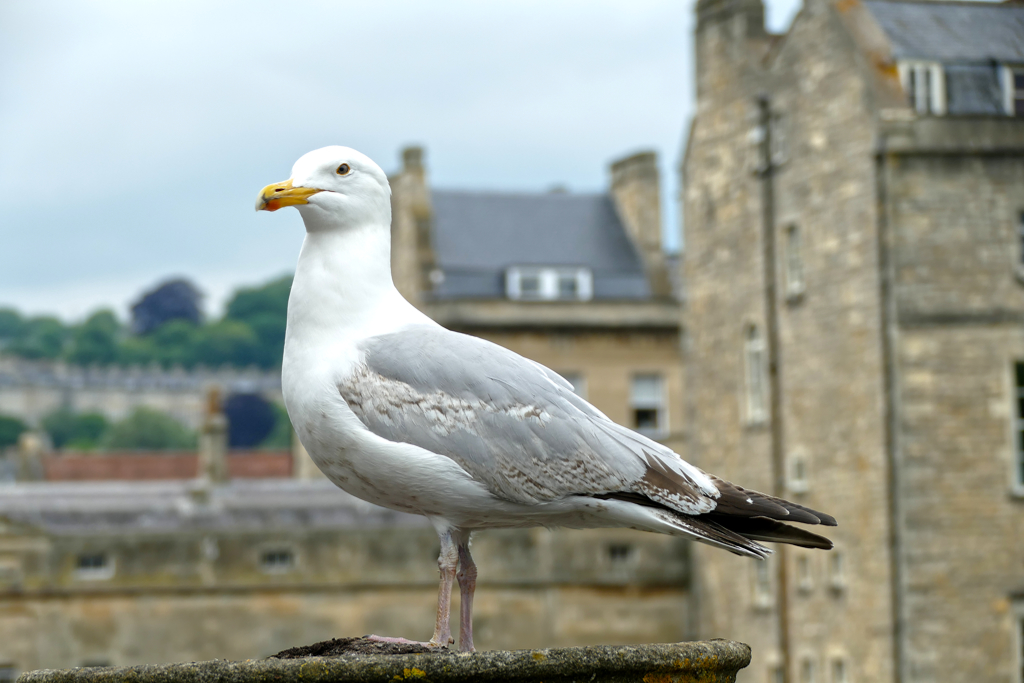 Seagull