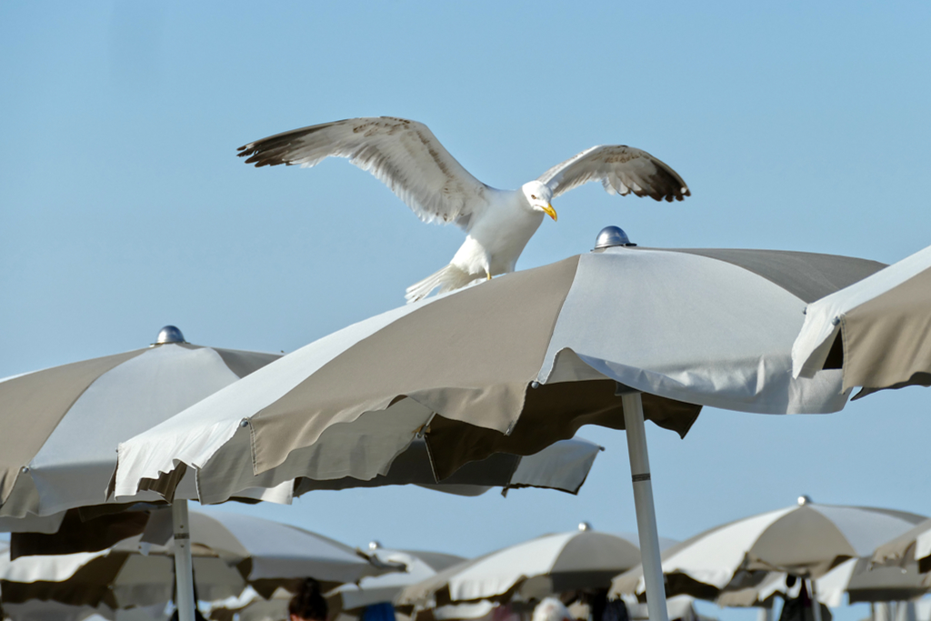 Seagul at Sottomarina