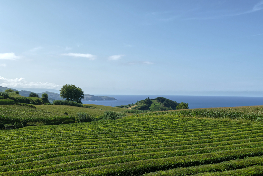 Gorreana Tea Factory in Sao Miguel