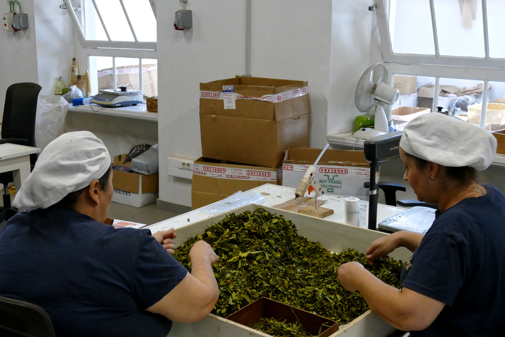 Gorreana Tea Factory in Sao Miguel