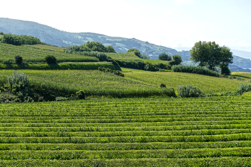 Gorreana Tea Factory in Sao Miguel