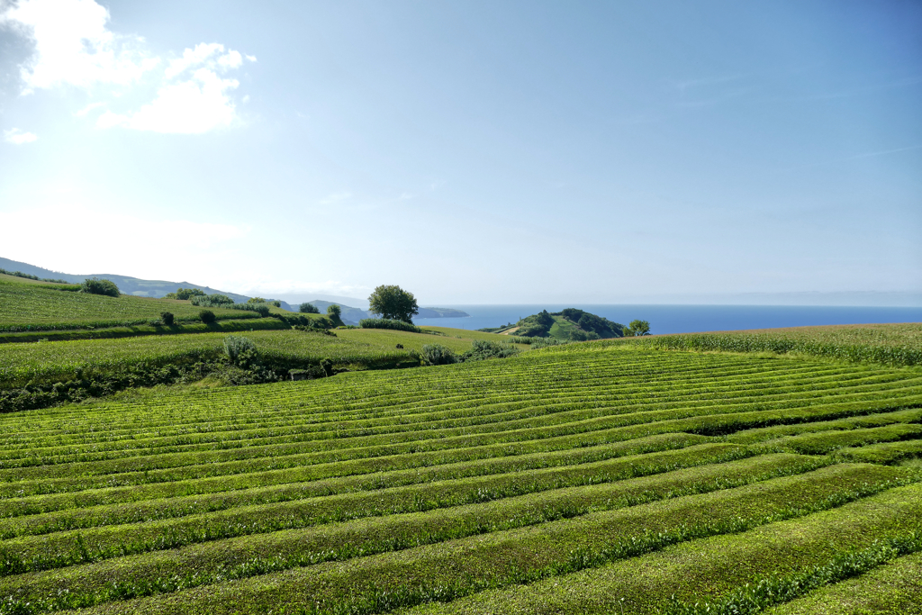 Gorreana Tea Factory in Sao Miguel