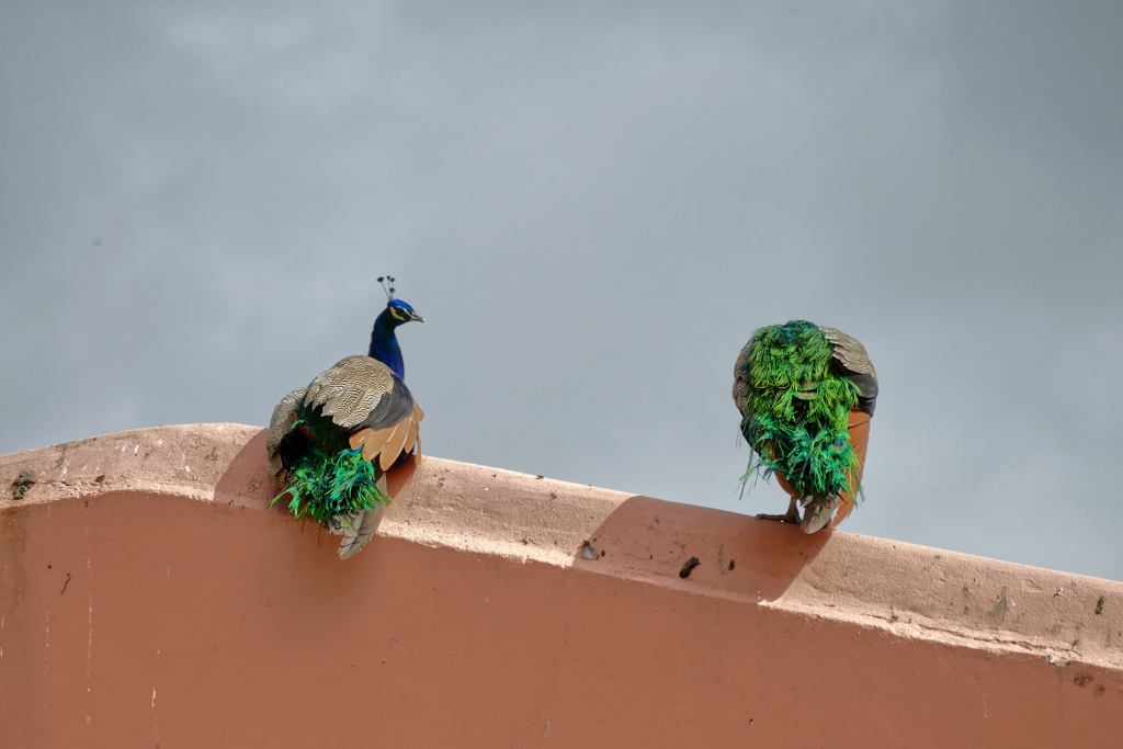 Peacocks at the Castelo Sao Jorge in Lisbon.