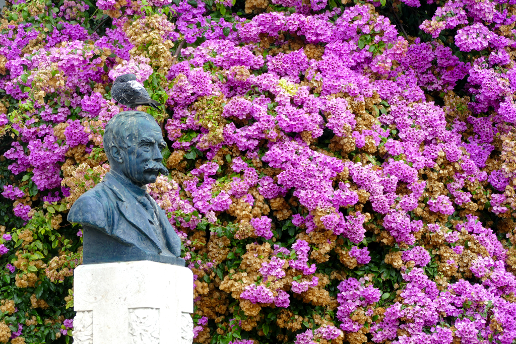 Lush bougainvillea bushes frame the bust of the Lisbon historian Júlio de Castilho at the Miradouro da Luzia in Lisbon.