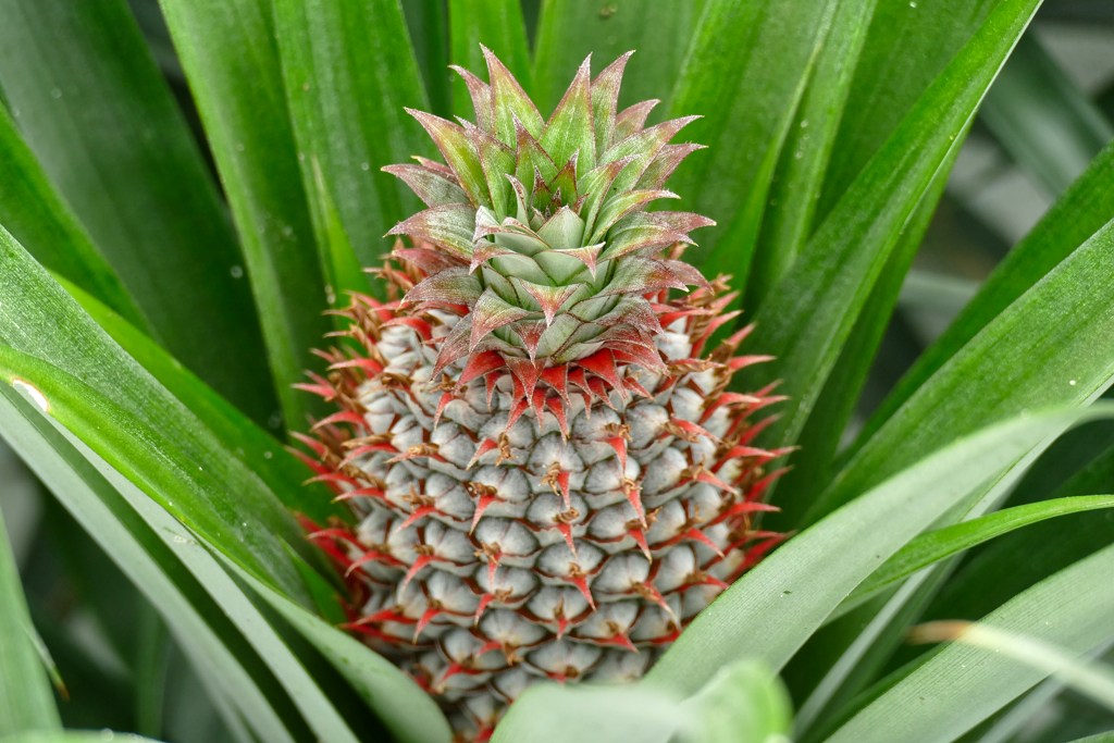 Pineapple from Sao Miguel.