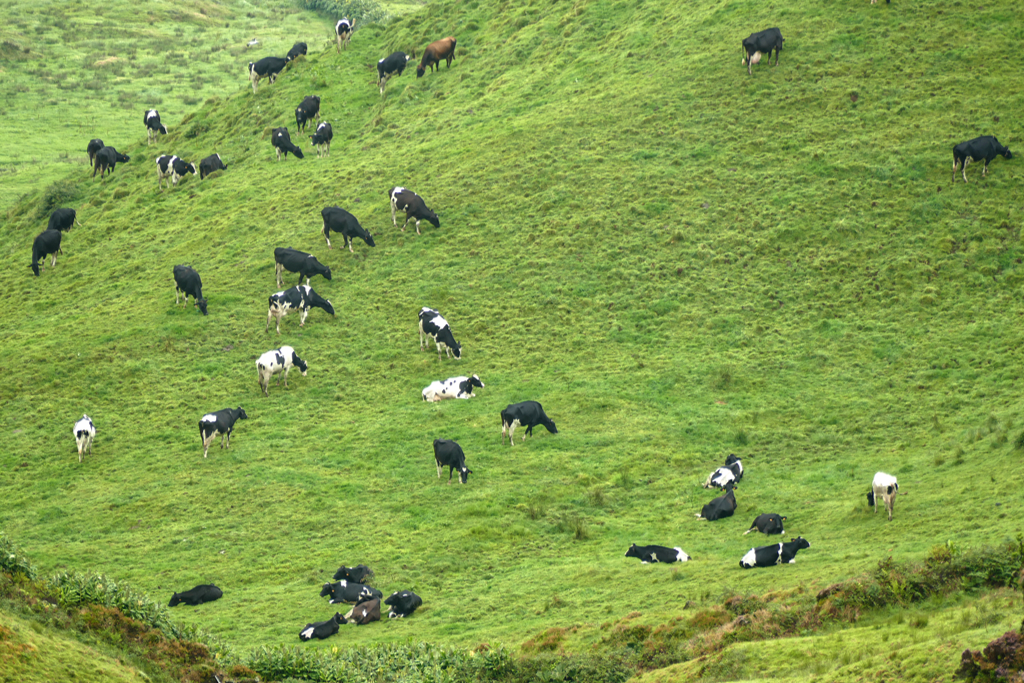 Cows on the island of Sao Miguel.