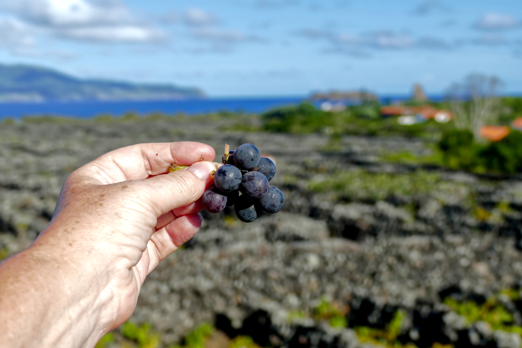 Grapes on the island of Pico.