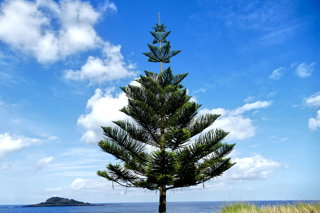 Tree on Graciosa island seen during a visit to the Azores.