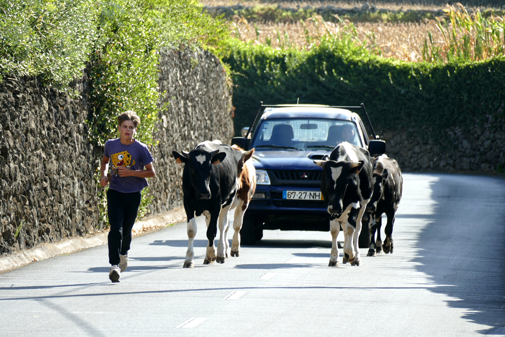 Cows and cars on Graciosa island.