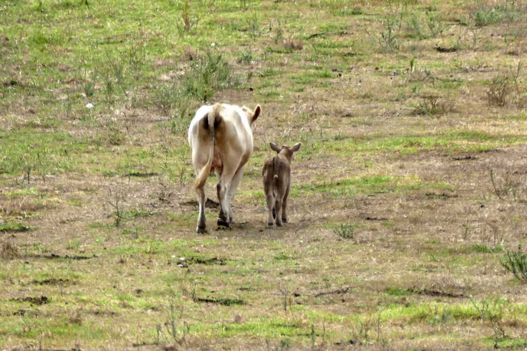 Cow and calf on the island of Graciosa.