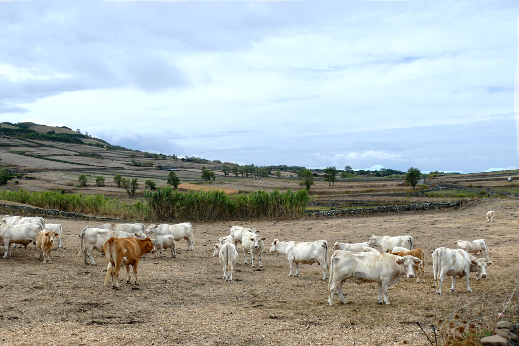 Cows on Graciosa.