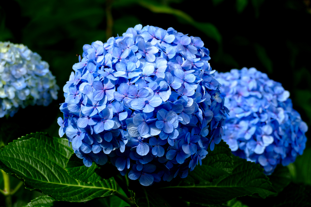 Hydrangeas on the Azores.