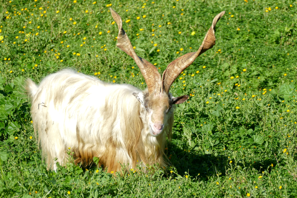 Girgentana, a goat indigenous to the province of Agrigento.