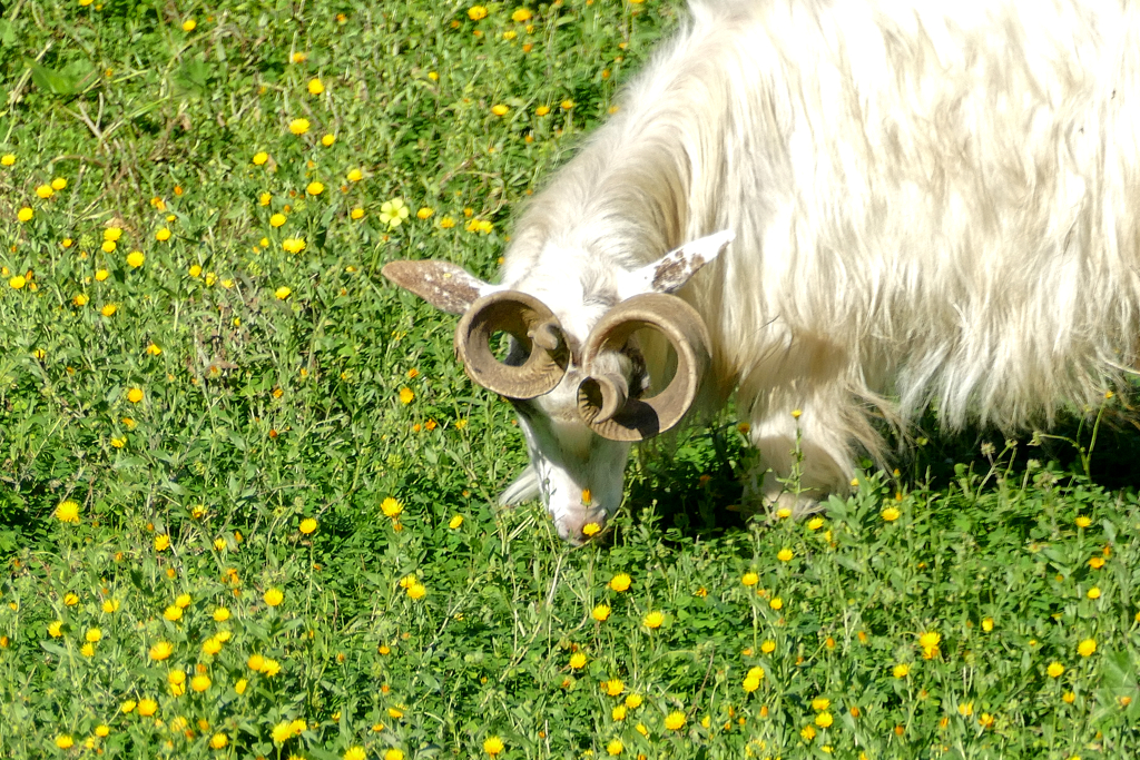 Girgentana, a goat indigenous to the province of Agrigento.