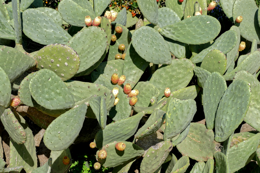 Barbary figs.