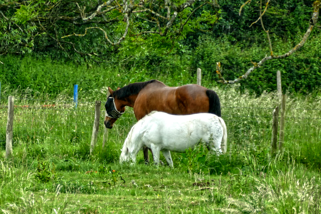 Horses in the Cotswolds.