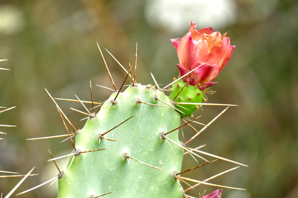 Blossoming cactus.