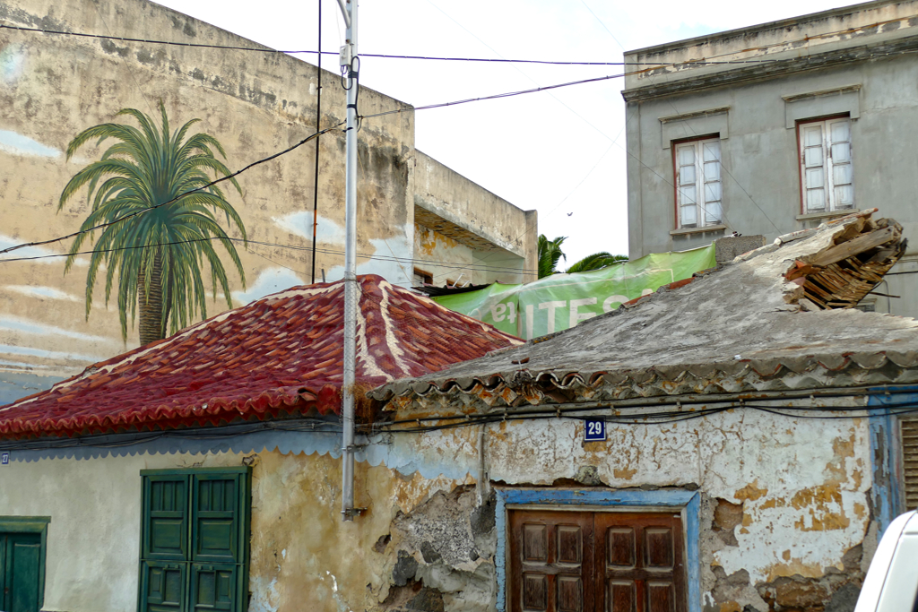 Palm tree by Luis Eduardo Fierro.