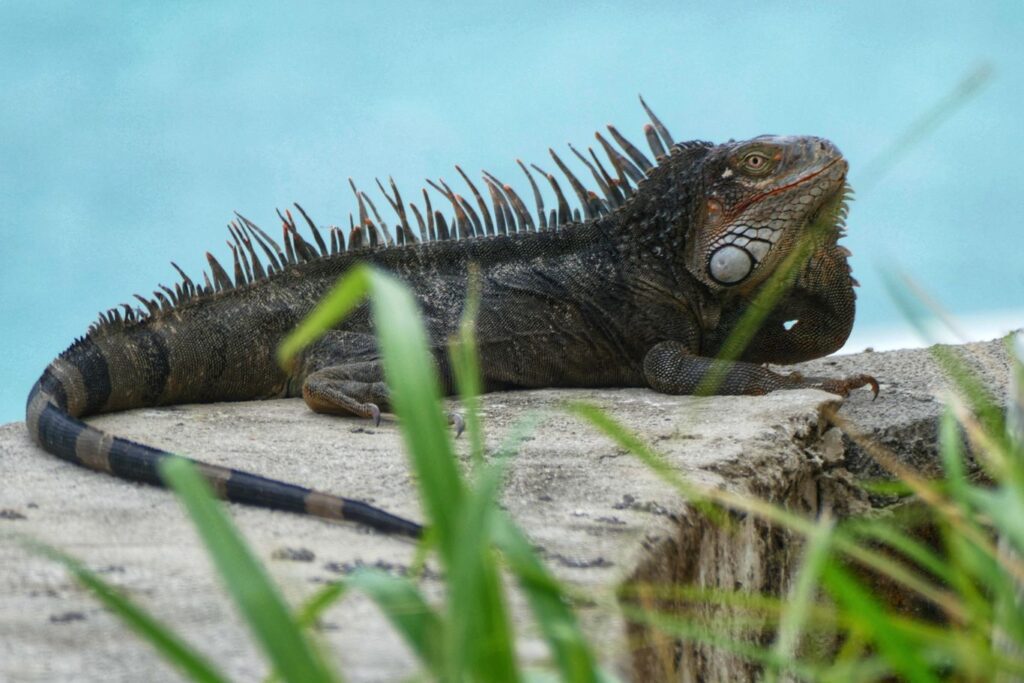 Iguana in Sint Maarten.