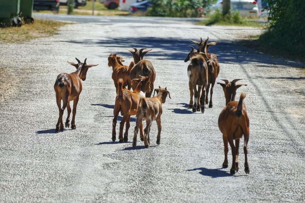 Goats in Anguilla.