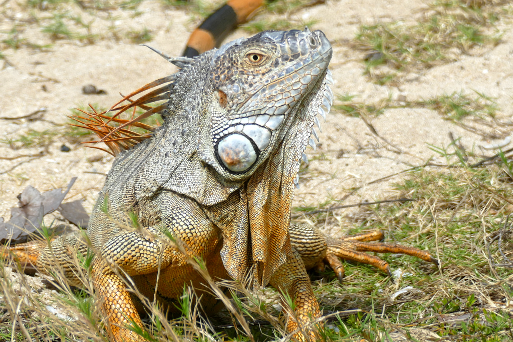 Iguana.