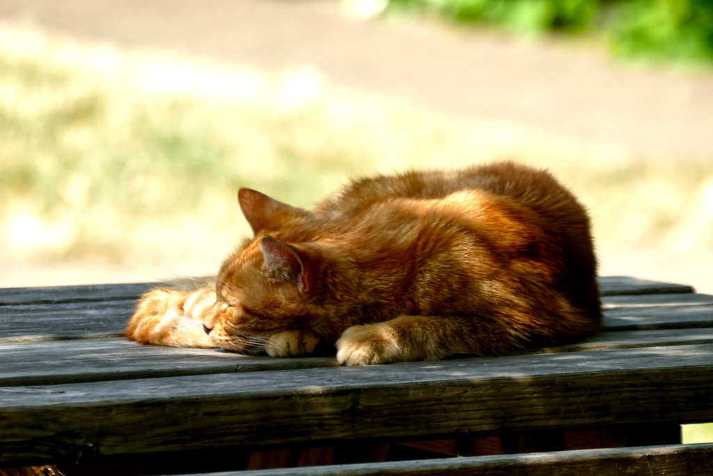 Cat at the Proveniershuis in Haarlem.