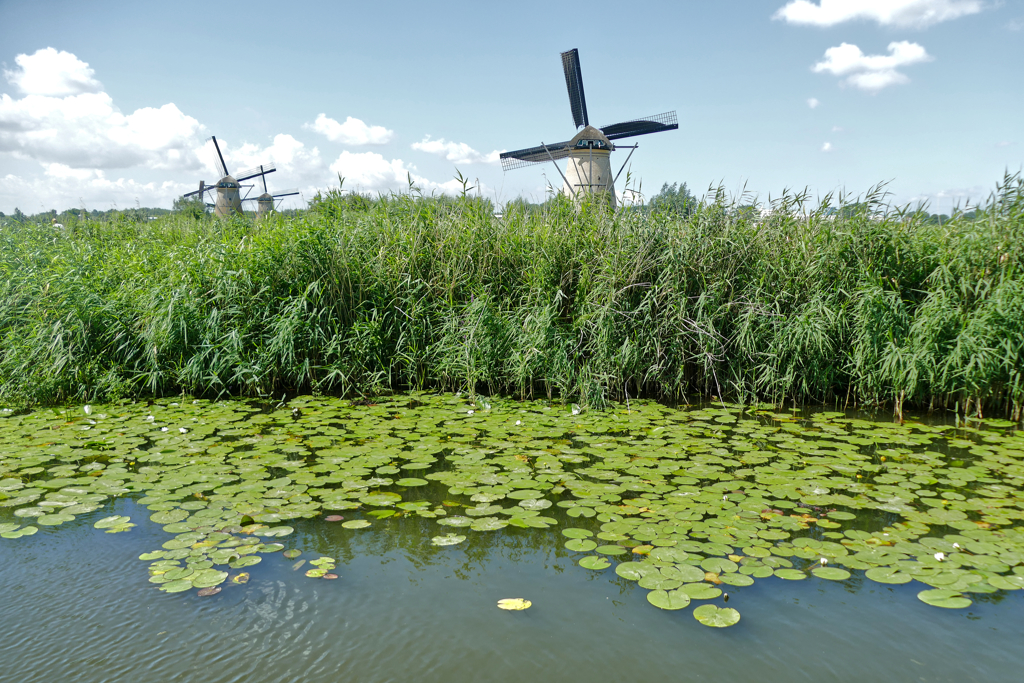 Windmills in a field in Kinderdijk.