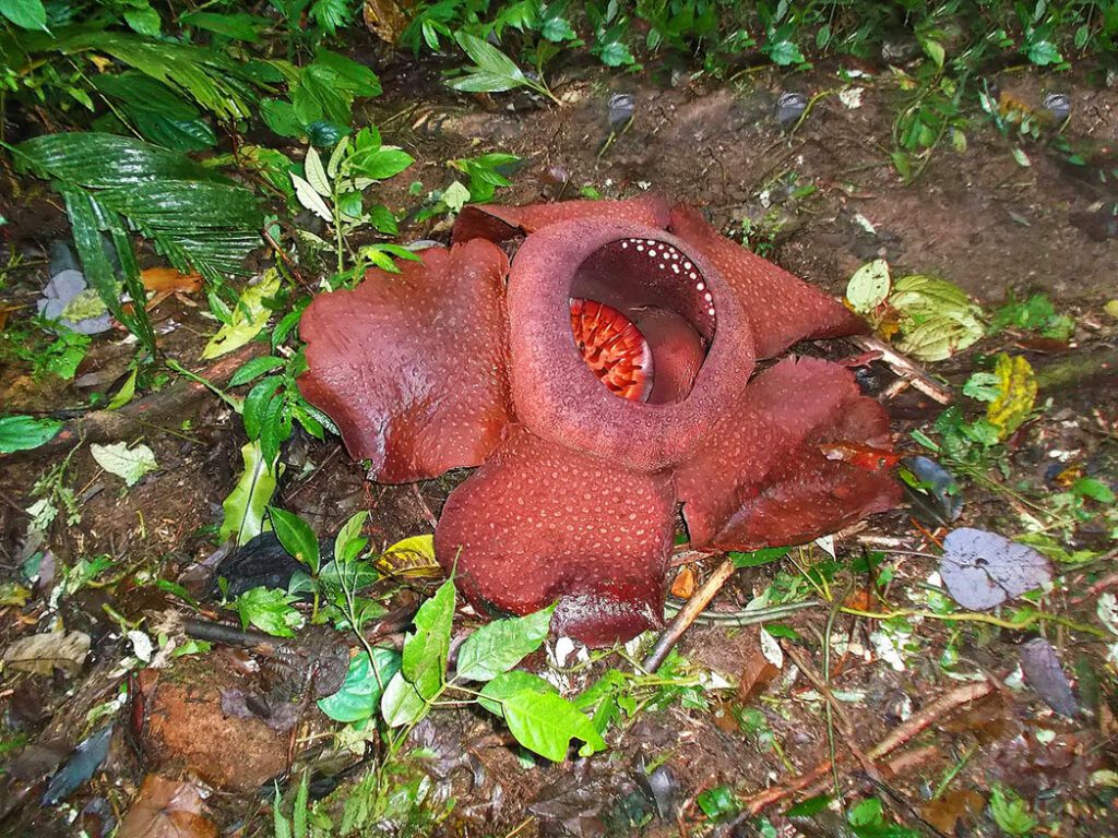 Rafflesia Arnoldii - the pride of the Cameron Highlands.