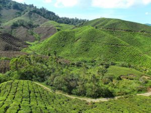 Tea Plantation in the Cameron HIghlands