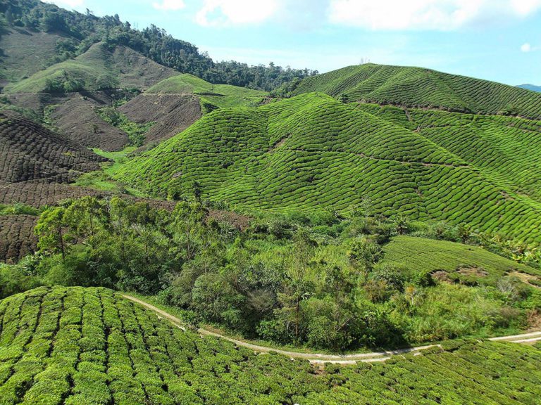 Guide to the CAMERON HIGHLANDS, Malaysia's Fruit Bowl