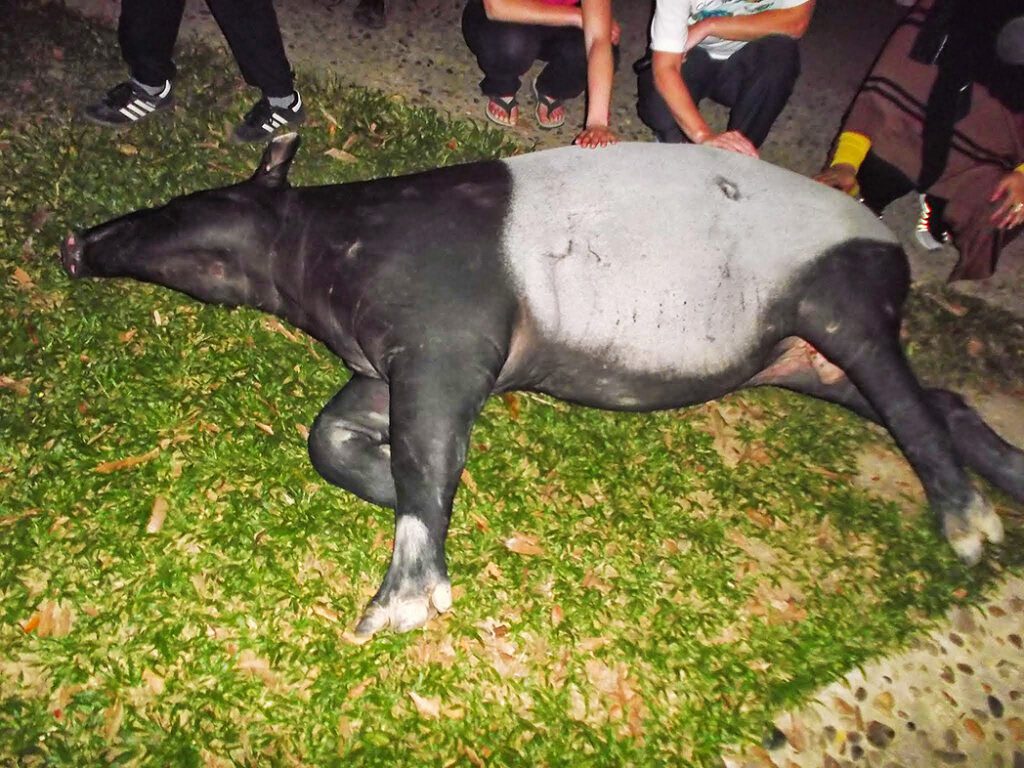 A tapir sleeping in the middle of the Mutiara Lodge