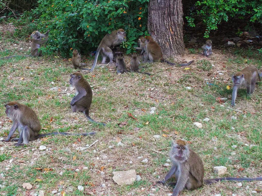 Monkeys at a bus station in Kuantan