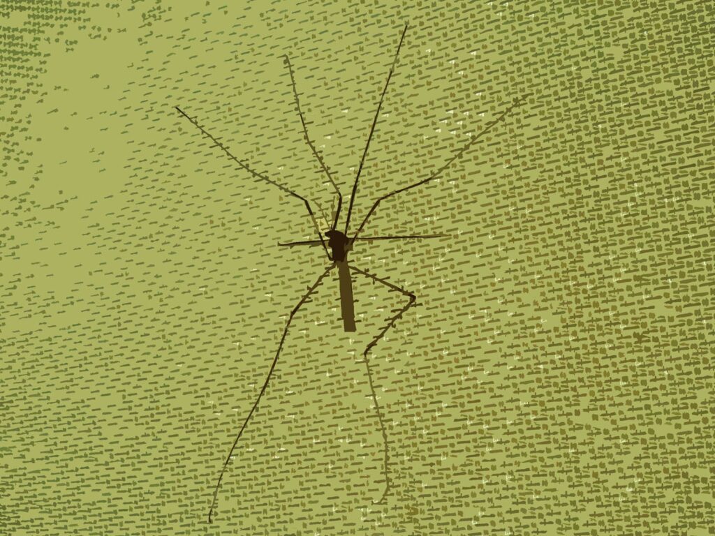 Mosquito on fabric