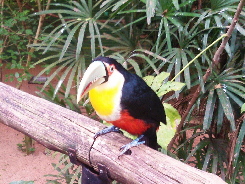 Toucan at the birdpark of Foz do Iguacu