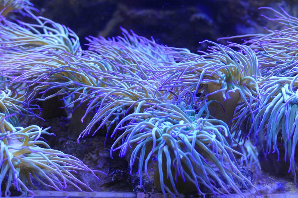 Mysterious looking sea anemones at the Aquarium of Borkum.