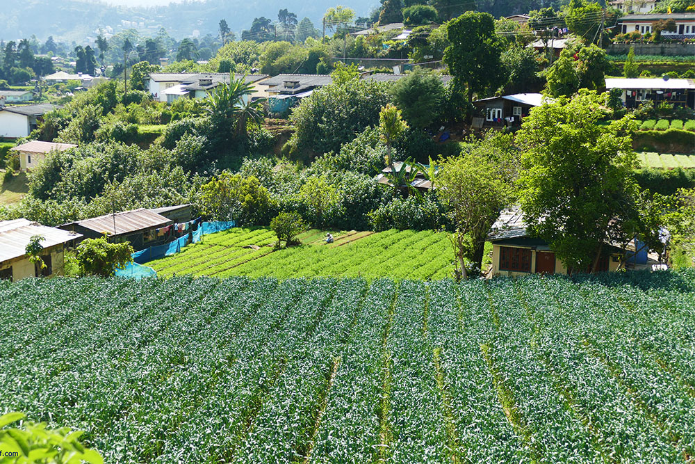 Teaplantation in Nuwara Eliya in Sri Lanka