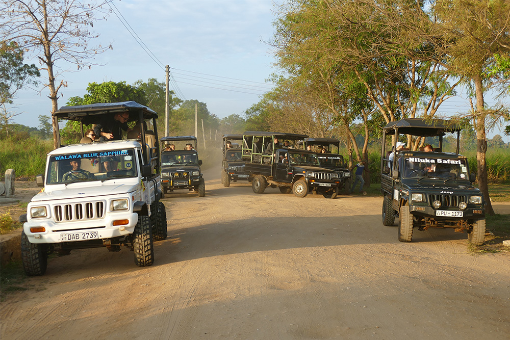 Jeeps at the Safari in Uduwalawe