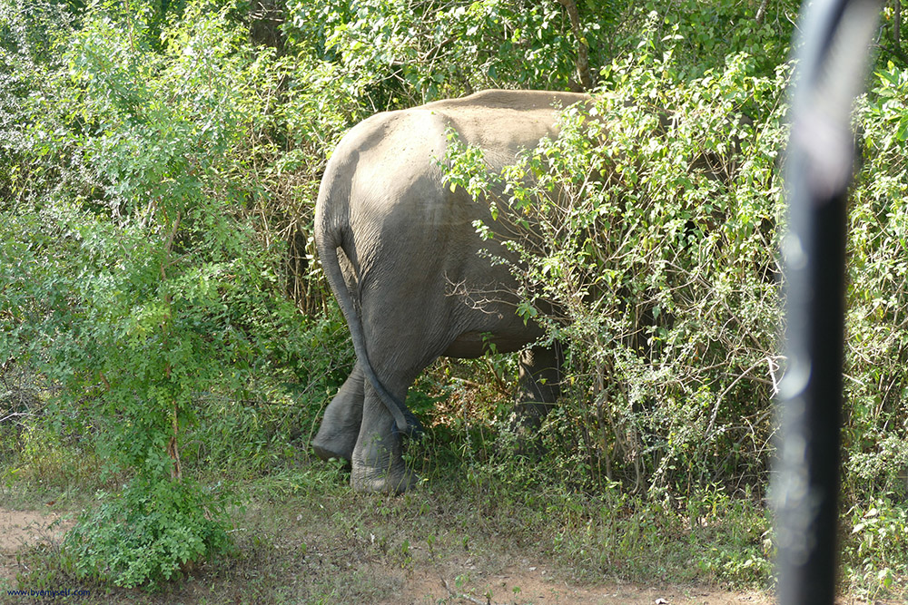 Elephant in Uduwalawe
