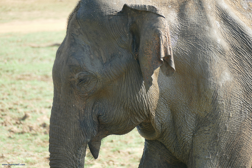 Elephant in Udawalawe
