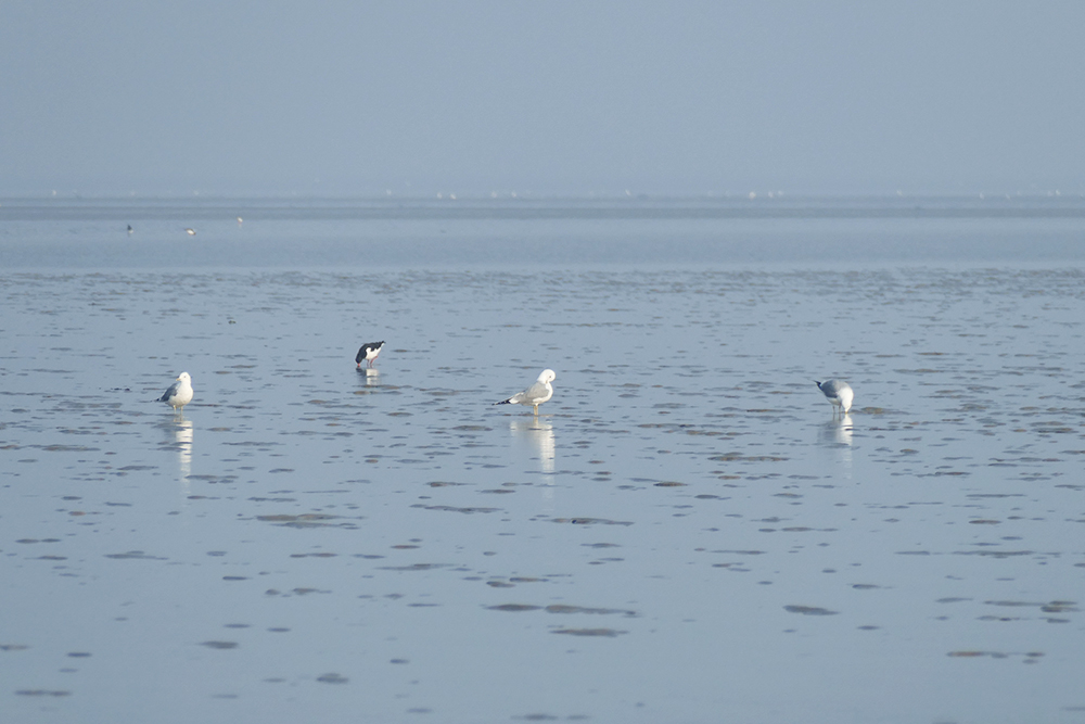 Birds on the Wadden Sea off Föhr