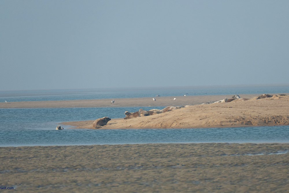 Seals on a sandbar off Foehr