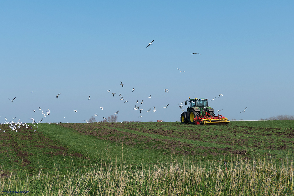 Flocks of birds