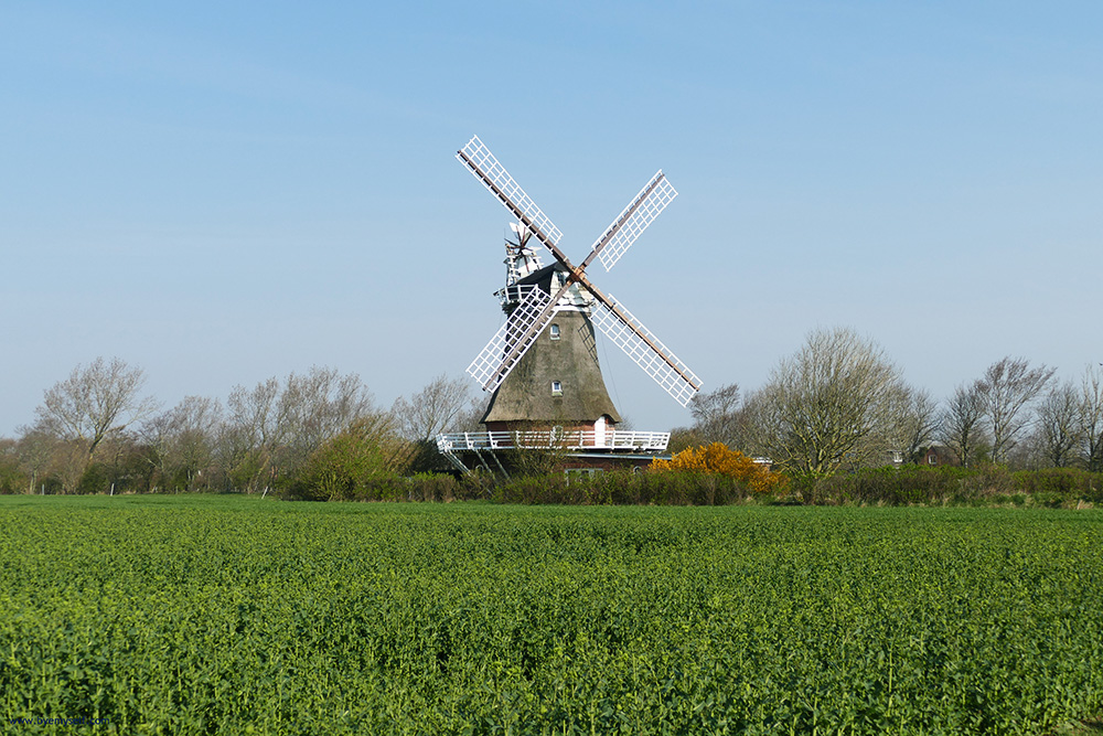 The thatched mill is Oldsum's most visible landmark.