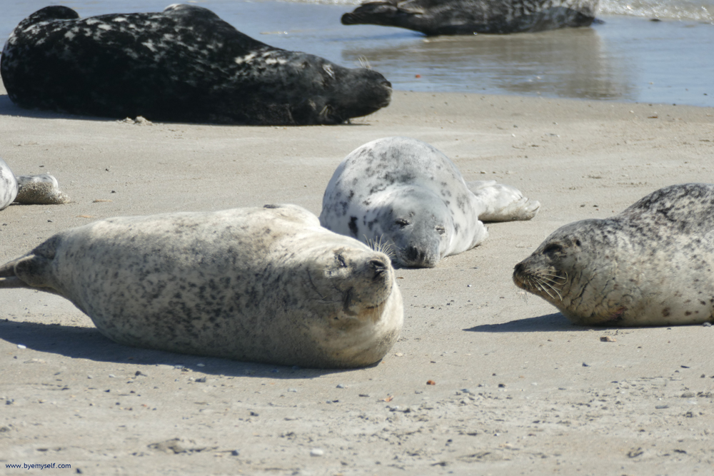 Gray Seals on the island of Düne