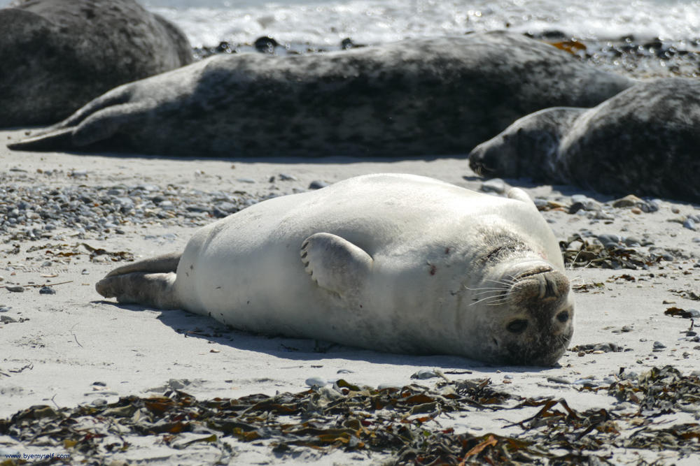 Gray Seal on the Island of Helgoland