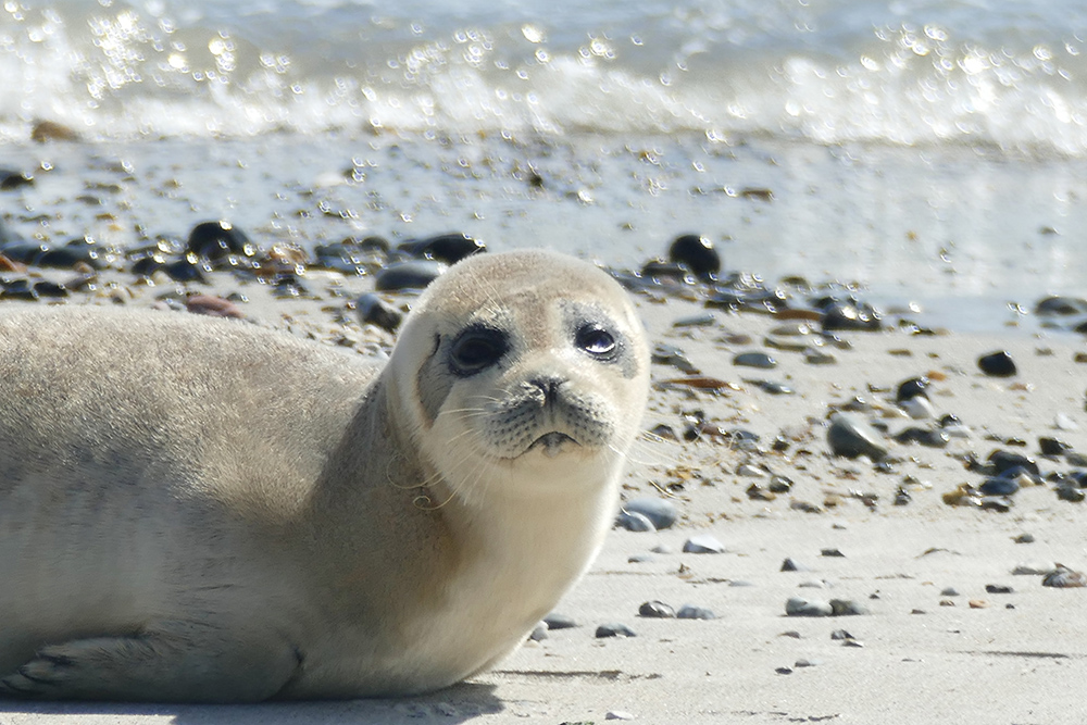 Gray Seal on the island of Helgoland in Germany