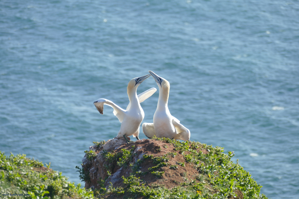 Birds on Heligoland